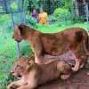 Final weekend to see Dehiwala Zoo’s lion cubs up close