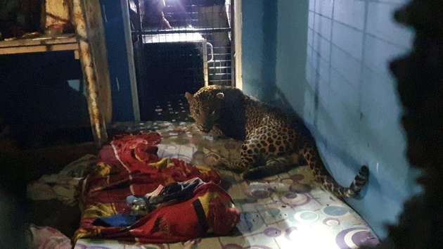 Leopard crashes into house through hilly area