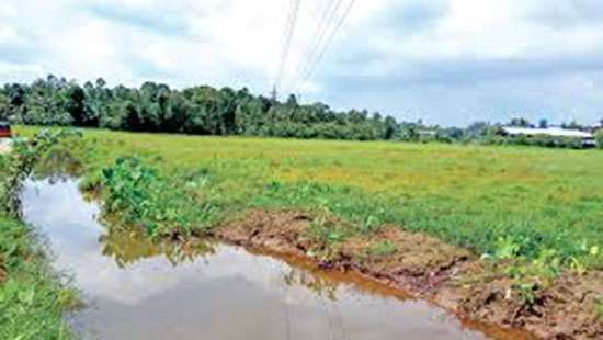 Govt. permits planting coconut in uncultivated paddy lands: Amaraweera