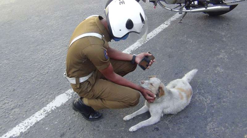 Stray dogs roam in search of food