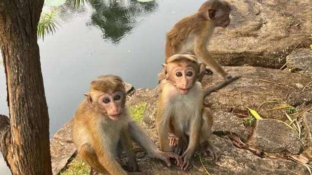 Toque monkey census in Anuradhapura with State, civil support