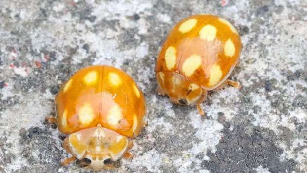 Rare ladybird recorded in the UK for the first time
