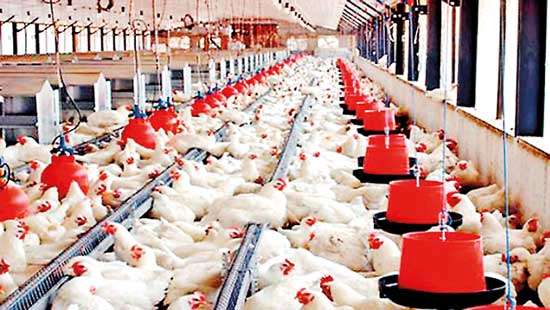 Import ban on maize threatens nutritional value of poultry products