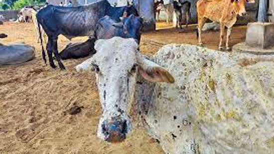 Cattle slaughtering, transporting, sale of beef in Kekirawa suspended: MOH