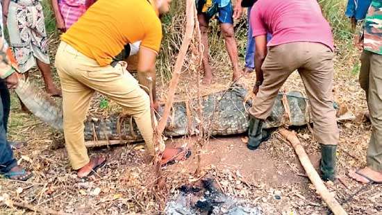 Croc on the loose prey on village dogs, cattle