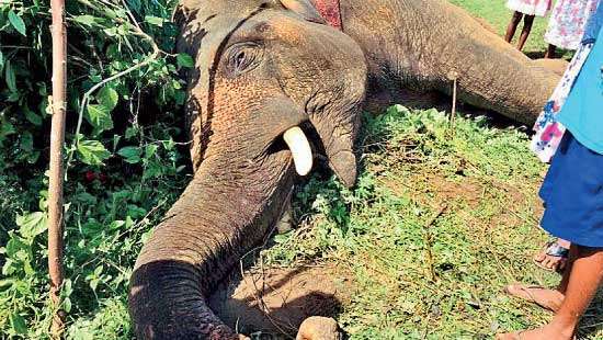 Wild elephant electrocuted