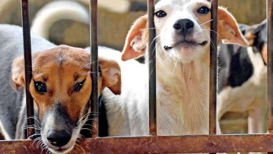 Mayor Rosy taken by storm for  re-targeting stray dogs