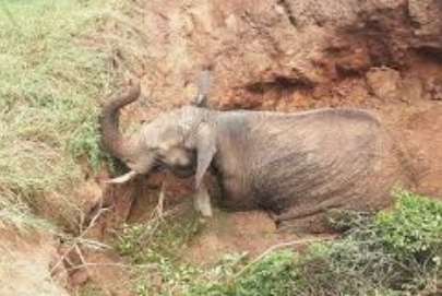At least one elephant death reported per day: Environmentalist