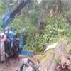 Schoolboy, two women killed in tree fall accident