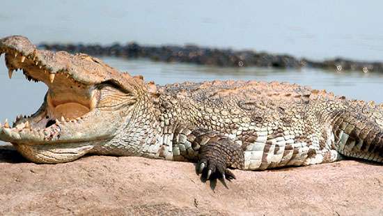 WNPS  Monthly  Lecture Sri Lanka’s Crocodiles: Living Fossils