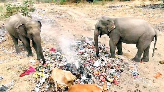 Concerns raised over elephants  feeding on garbage