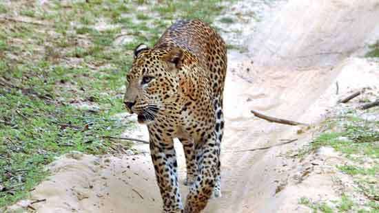 Leopard Adventures Exploring Sri Lanka’s Majestic Big Cat