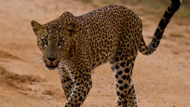 Yala leopard “Lucas” killed? probe launched