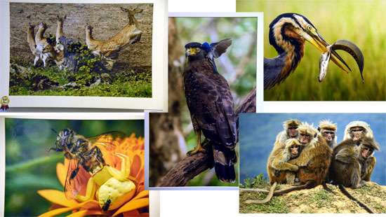'Wild Sri Lanka' Wildlife photography exhibition opens