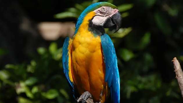 Rare Macaw stolen from Dehiwala Zoo
