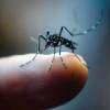 Dengue risk reaches critical level as 35,300 cases reported