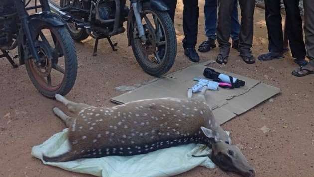 Five arrested for killing pregnant spotted deer in Wilpattu National Park