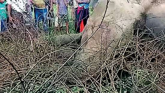 Wild elephant run over by train