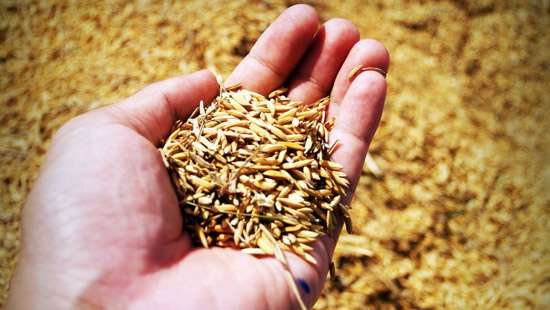 Paddy cultivation saved 300 mn for the country