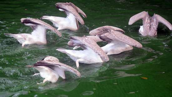 Pelicans dive at Beira Lake...