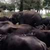 Baby elephant separated from herd finds refuge with buffaloes