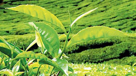 Colombo Tea Auction offering totals 5.5 MnKgs this week