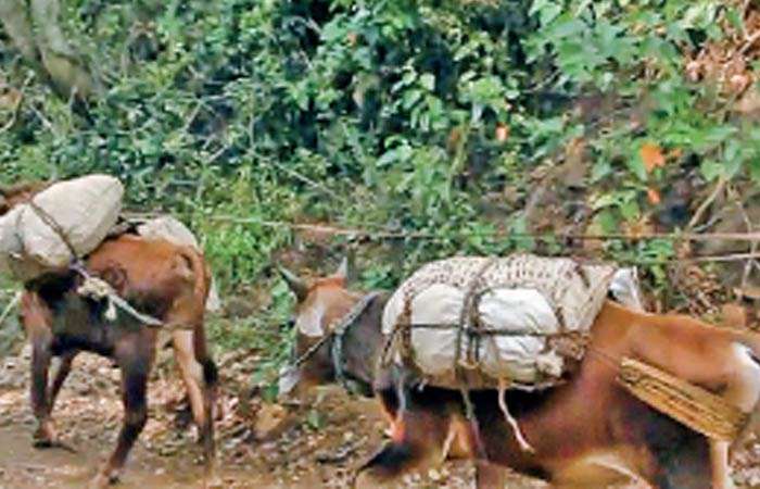 Pack bulls haul loads in rural Badulla where modern transportation fails