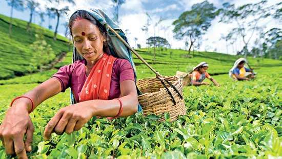 Brewing up change under COVID-19: Transforming how tea is bought and sold in Sri Lanka