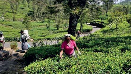 Organic fertilizer would not bring the expected yield: Tea small holders