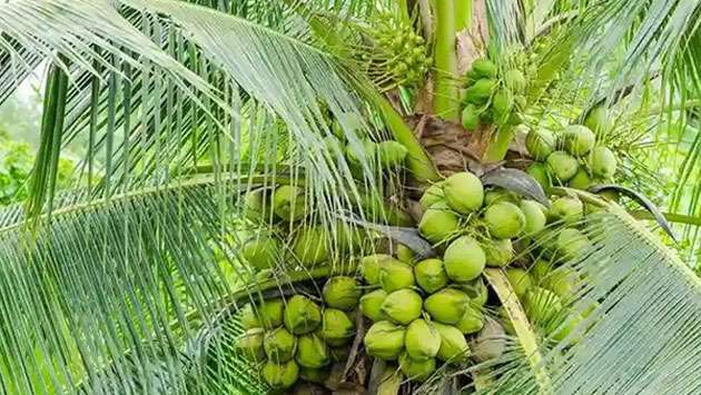 Abandoned coconut lands to be taken over by government: CCB Chairman