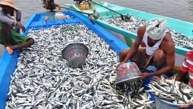 Sri Lanka’s fish harvest in steady decline since 2014 - Breaking News