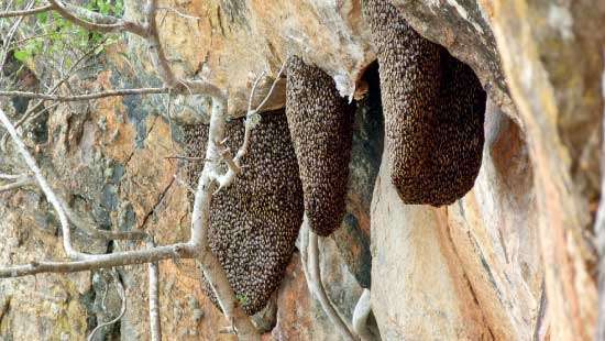 Rathugala adivasis struggle to preserve ‘bee honey  harvesting’ amidst climate change