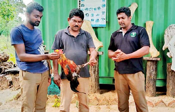 Bus driver, conductor arrested for knocking down junglefowl, carrying carcass