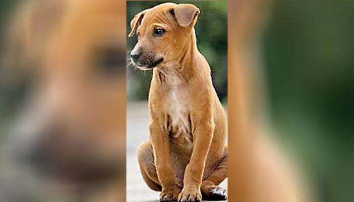 Puppy abandonment continues irresponsibly: Veterinarians