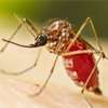 Colombo declared high-risk as special dengue control week announced
