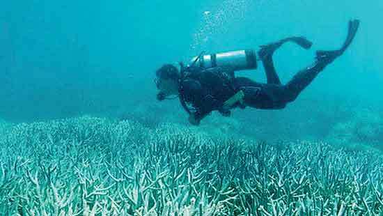 Sri Lanka joins global fight to protect oceans