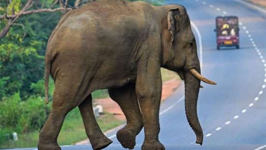 Bangladesh court halts wild elephant adoption