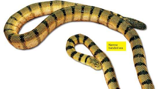 Still feared, snakes are part of our ecosystem