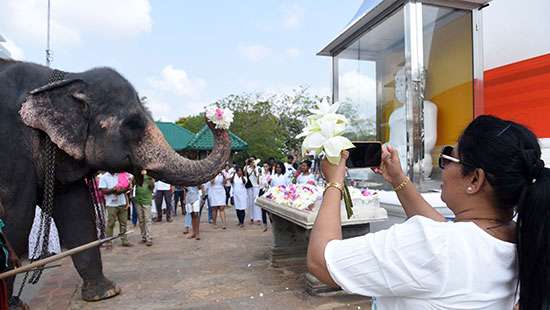 Elephant worshipping Lord Buddha
