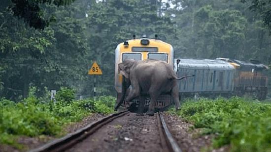 Daily Mirror - Sri Lanka Latest Breaking News and Headlines - Print Edition  Two wild elephants die after being hit by train and electrocuted