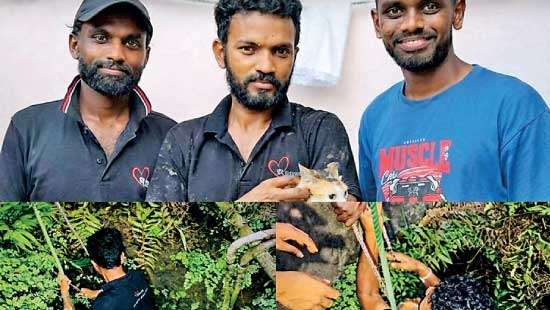 Rescuer risks life to save a cat