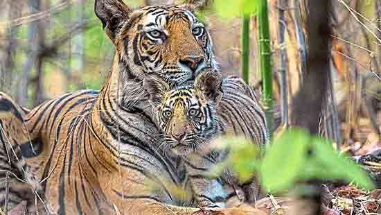 The ultimate tiger mum