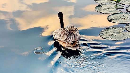 CLICK A Photography Exhibition & Sale