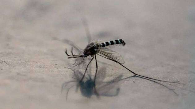Philippine town offers bounty for mosquitoes as dengue rises