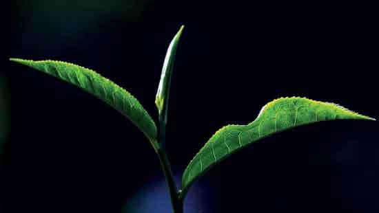 January tea sales average rises in rupees, slips in dollar terms