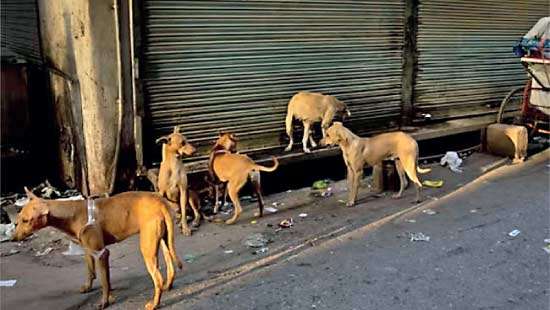 Street dog population in Sri Lanka rises to over 2 million:  Animal Welfare Association
