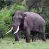 Suspect arrested over shooting of tusker Kavantissa