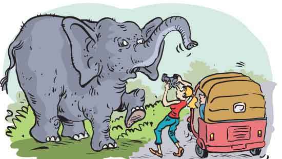 Elephant chases after Russian woman