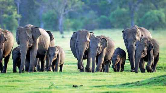 Crisis of Human–Elephant Conflict; Falling back on failed  strategies will not help