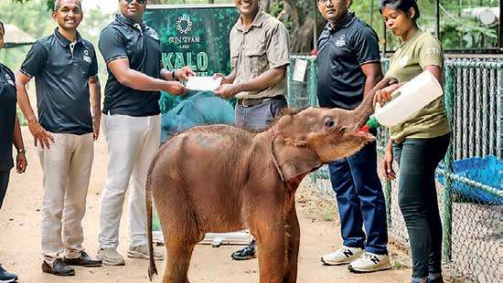 Sun Siyam Pasikudah launches CarePhant project to foster ‘Kalo’